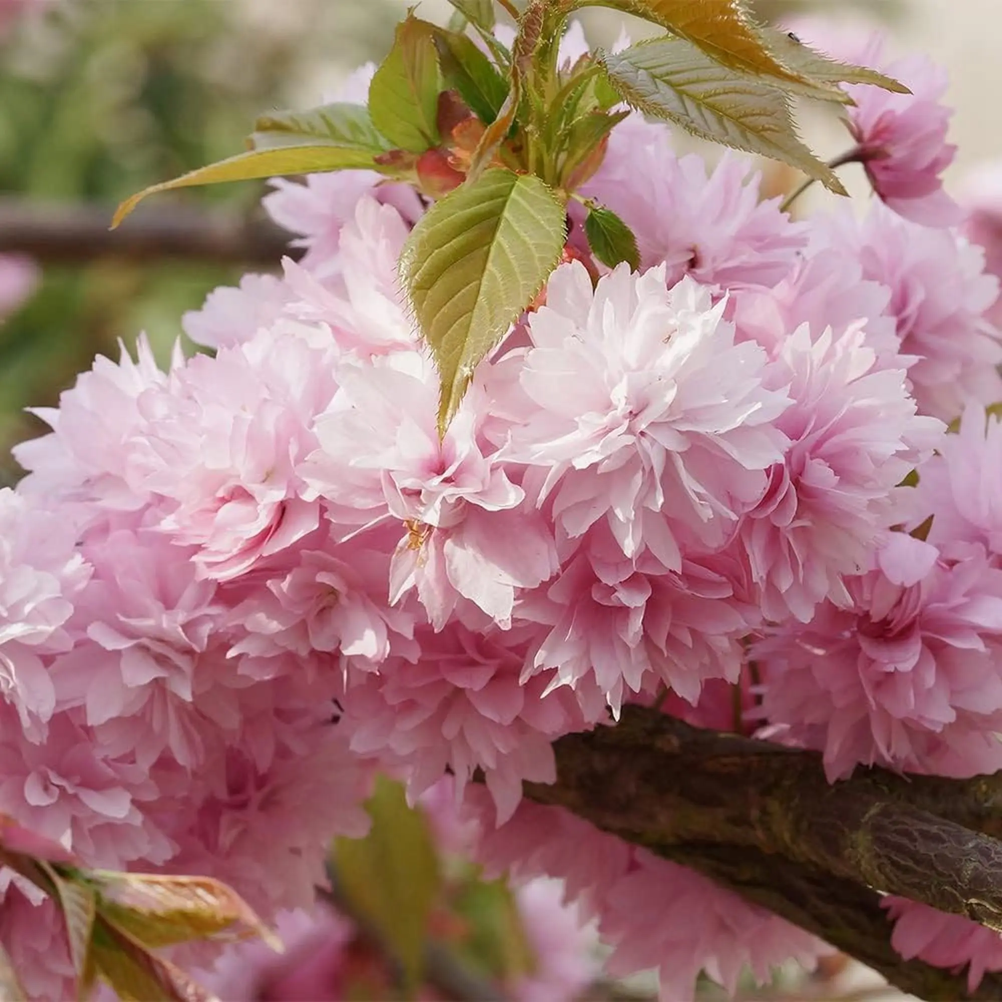 japanese-cherry-blossom-tree-tiktok-shop
